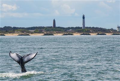 Wale und Cape Henry Lighthouse